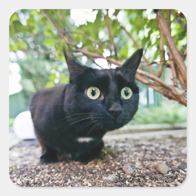 alerted cat hiding under bush. square sticker (Front)