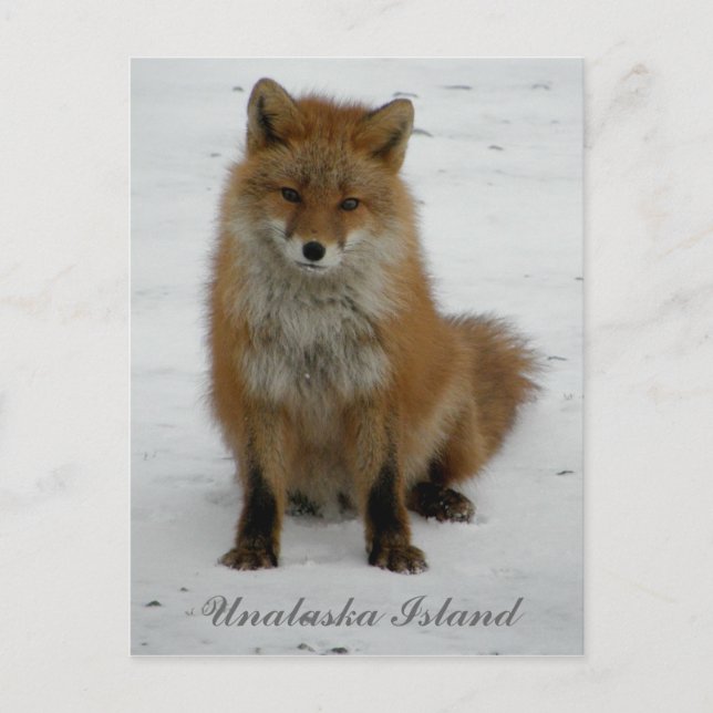 Aleutian Fox in Winter, Unalaska Island Postcard (Front)
