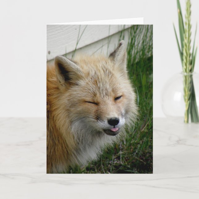 Aleutian Fox With Funny Expression Card (Front)