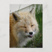 Aleutian Fox With Funny Expression
