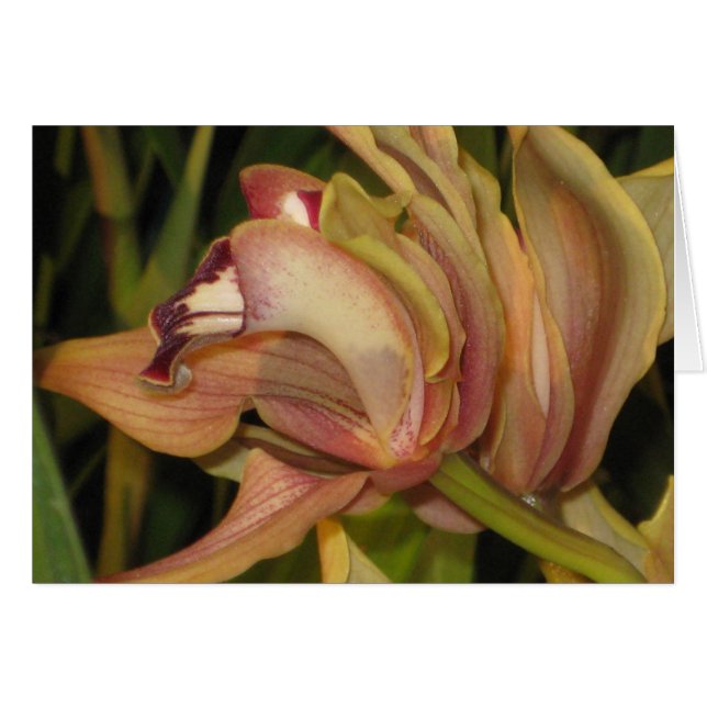 Alexanderi 'Westonbirt' Orchid Profile Blank Card (Front Horizontal)
