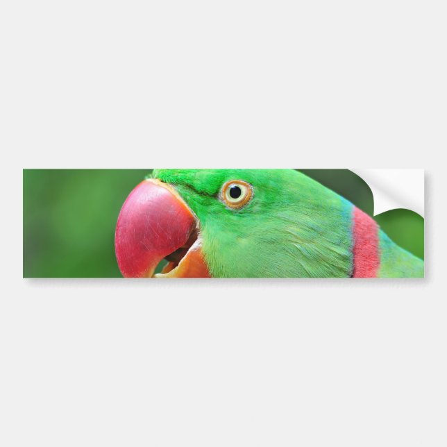 Alexandrine Parakeet Bumper Sticker (Front)