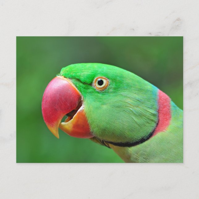 Alexandrine Parakeet Postcard (Front)