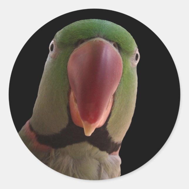 Alexandrine Parrot Classic Round Sticker (Front)