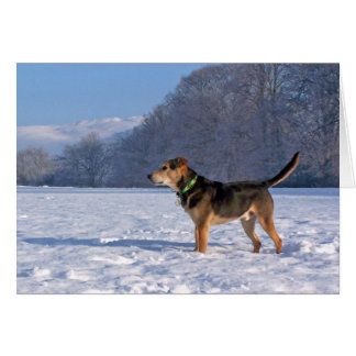 Alfie in Snow