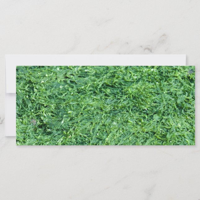 Algae green background (Front)