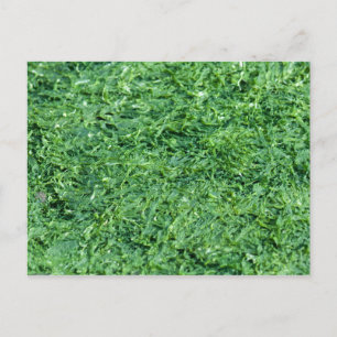 Algae green background postcard