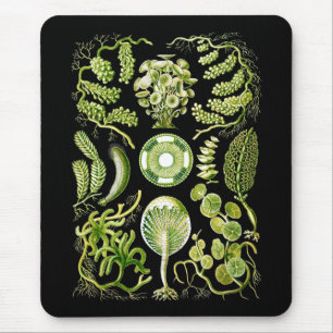 Algae Mouse Mat