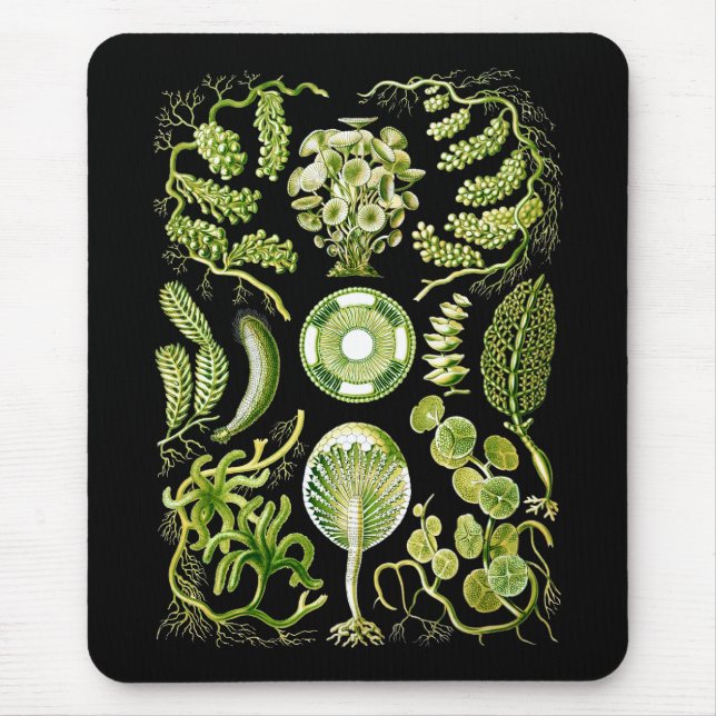 Algae Mouse Mat (Front)