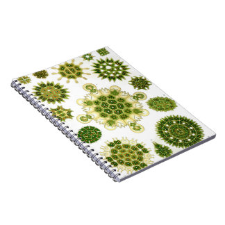 Algae notebook