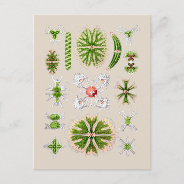 Algae Postcard (Front)