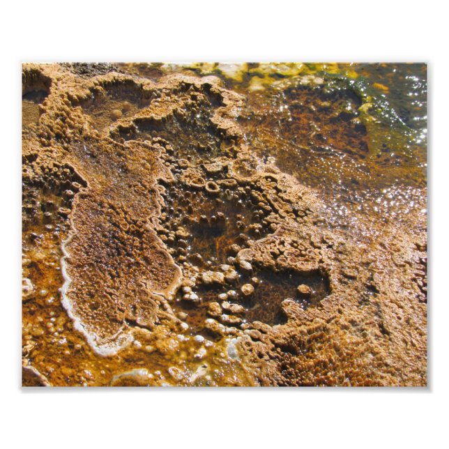 Algea pool photo print (Front)