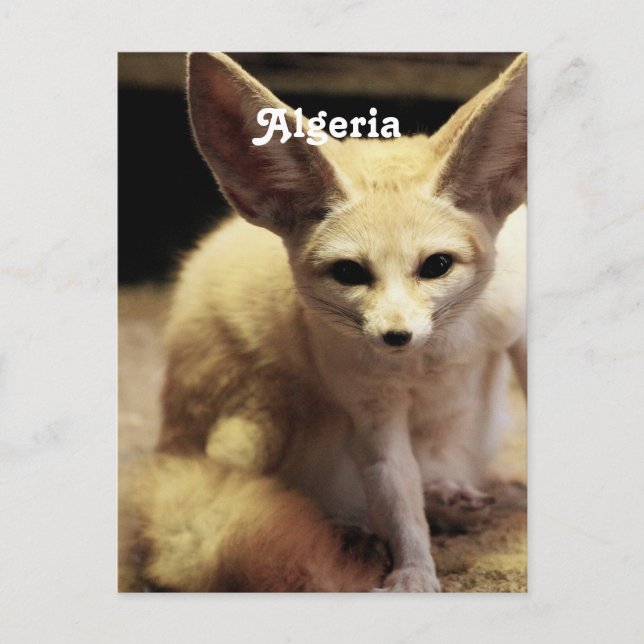 Algeria Fennec Fox Postcard (Front)