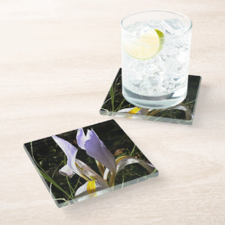 Algerian Iris Hyperrealistic Wildflower Painting Glass Coaster