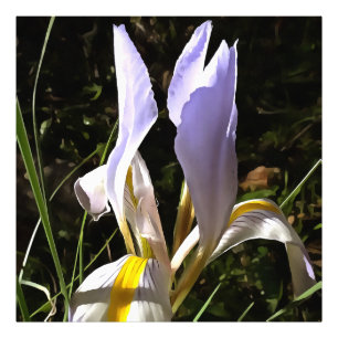 Algerian Iris Hyperrealistic Wildflower Painting Photo Print