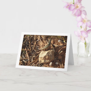 Algerian Sand Racer, Psammodromus Algirus, Lizard Card