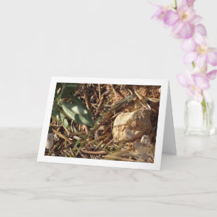 Algerian Sand Racer, Psammodromus Algirus, Lizard Card