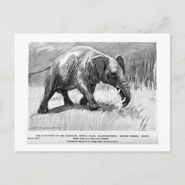 Alice B. Woodward: Palaeomastodon art postcard (Front)