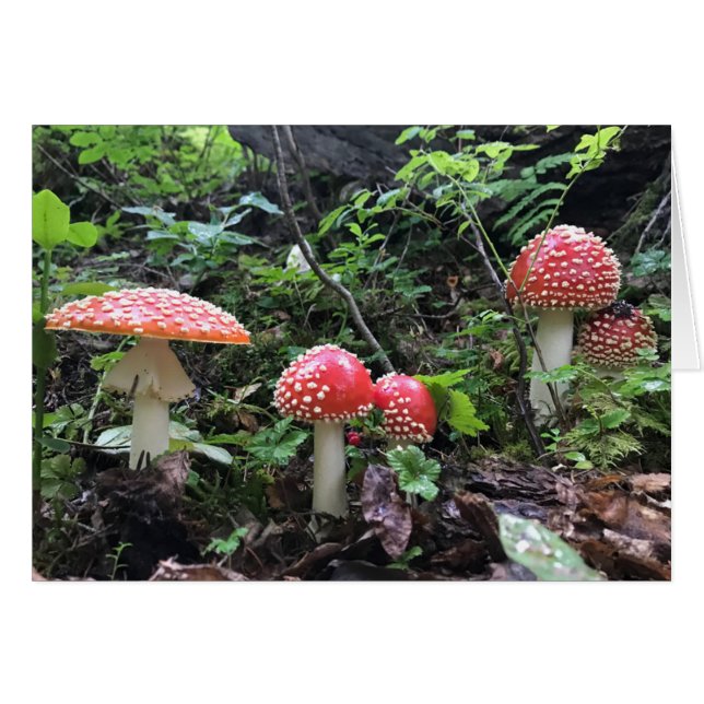 Alice in Wonderland Mushroom - 5" x 7" Art Card (Front Horizontal)