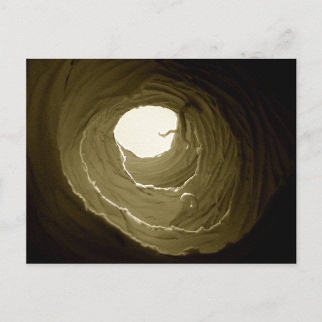 Alice in Wonderland Rabbit Hole Postcard (Front)