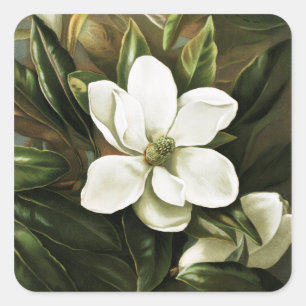 Alicia H. Laird: Magnolia Grandflora Square Sticker