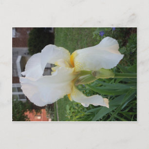 Alien Looking Flower Postcard