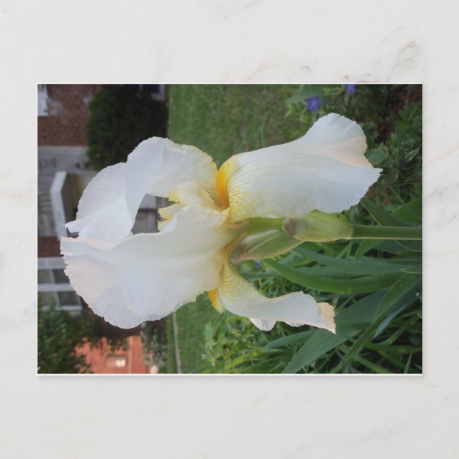 Alien Looking Flower Postcard (Front)
