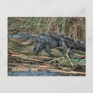 Aligator Mum Postcard