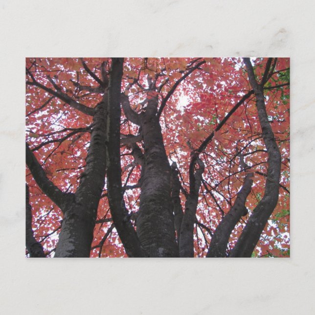 Ali's Perspective Postcard (Front)