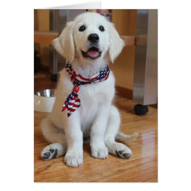 All American Puppy, the cutest Patriot (Front)