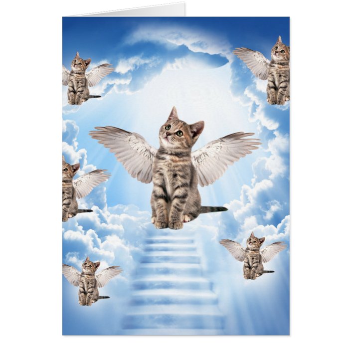 All Cats Go to Heaven Zazzle.co.uk