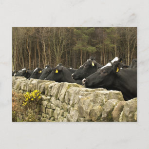 All in a Row Postcard