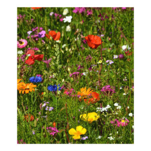 all kind of beautiful flowers photo print