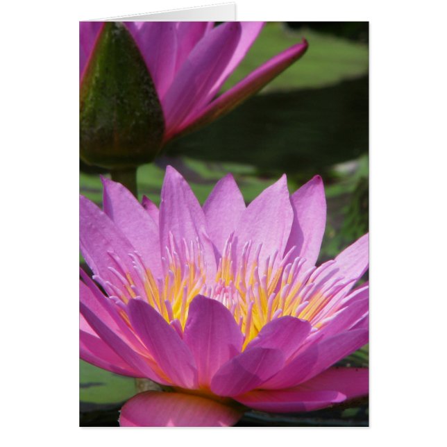 all occasion (Front)