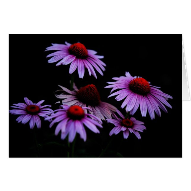 All occasion (Front Horizontal)