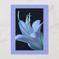 All-Occasion Elegant and Chic Macro Hosta Flower