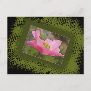 All Occasion Pretty Pink Poppy Photograph Postcard