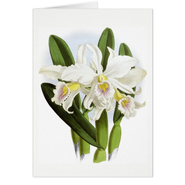 All Occasion White Orchid Greeting Card (Front)