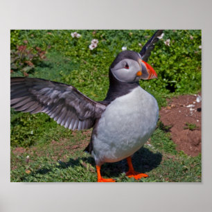All Puffed Up Print