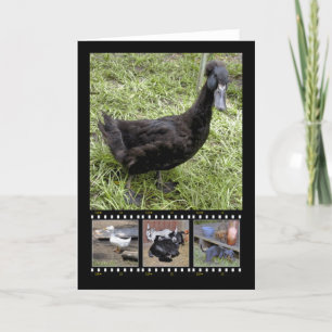 All Quacked Up Film Strip Greeting Cards