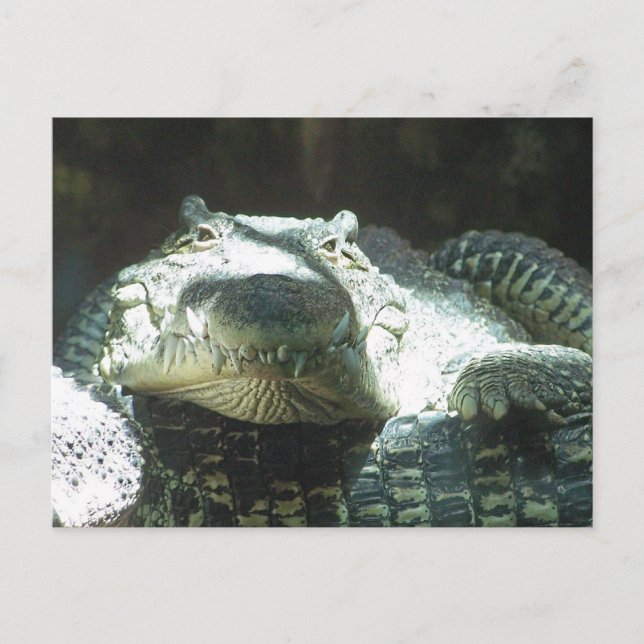 All Smiles Postcard (Front)