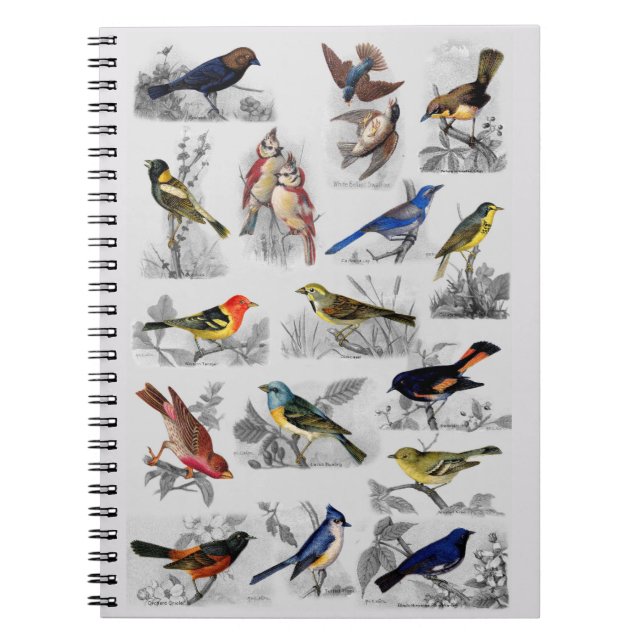 All Sorts of Birds Notebook (Front)
