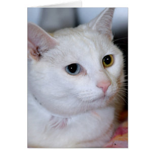 All-White Shorthair Cat Greeting/Note Cards