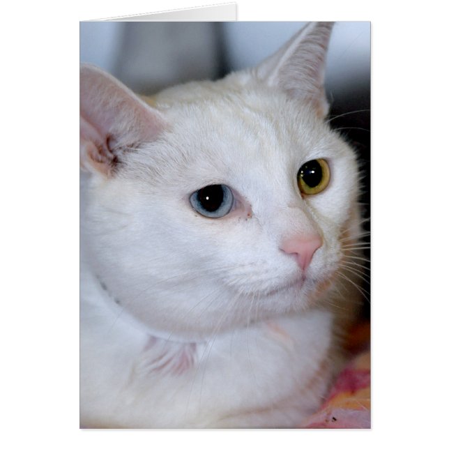 All-White Shorthair Cat Greeting/Note Cards (Front)