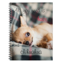 All you need is love and Chihuahua