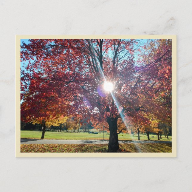 Allegany Autumn Postcard (Front)