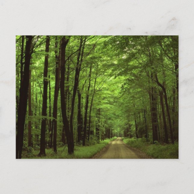 Allegheny National Park, Pennsylvania Postcard (Front)