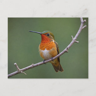 Allen’s Hummingbird Sitting Postcard