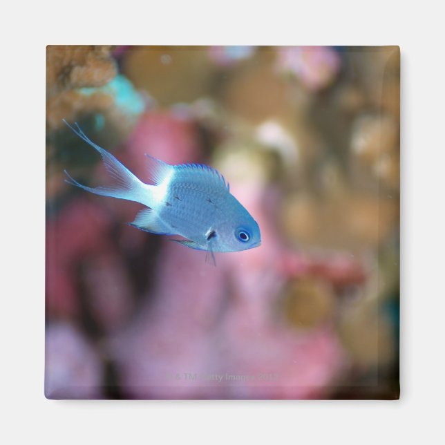 Allen's chromis magnet (Front)