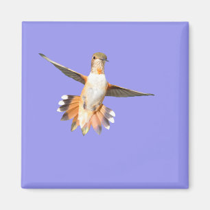 Allen's Hummingbird in Flight Magnet